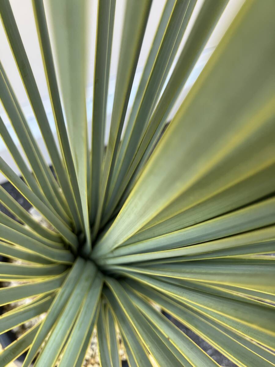 ユッカロストラータ ブルーサンダー タグ付き 観葉植物