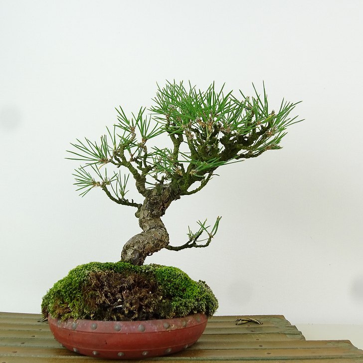 盆栽 松 黒松 樹高 約19cm くろまつ Pinus thunbergii クロマツ マツ科 常緑針葉樹 観賞用 小品 現品