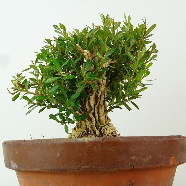 盆栽 臺灣黃楊 樹高 約11cm たいわんつげ タイワンツゲ 柘植 ツゲ科 常緑樹 観賞用 小品 現(xiàn)品