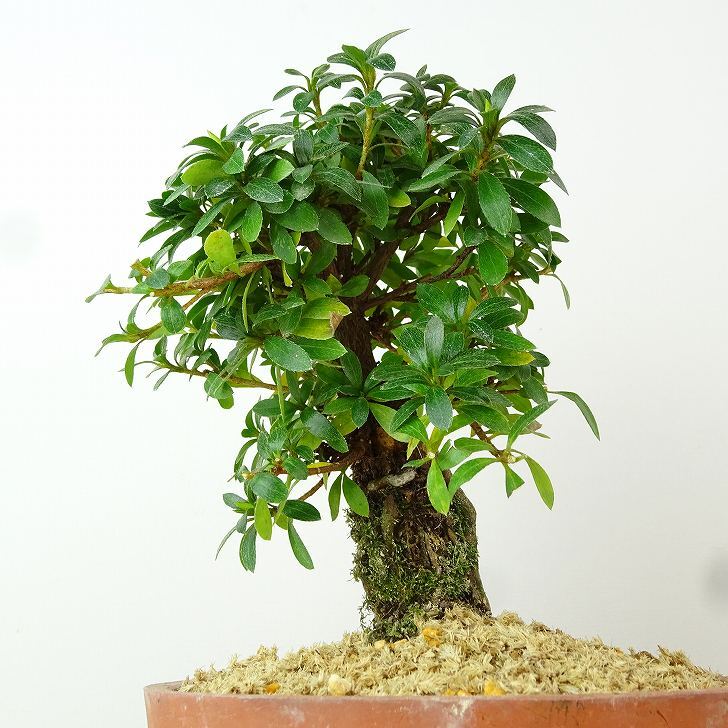 盆栽 皐月 明美の月 樹高 約17cm さつき Rhododendron indicum サツキ ツツジ科 常緑樹 観賞用 小品 現(xiàn)品