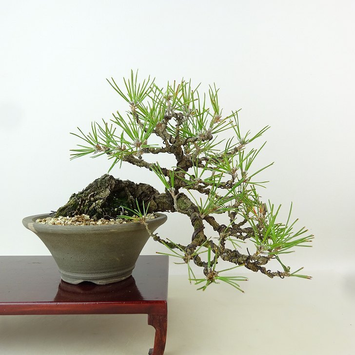 盆栽 松 黒松 樹高 上下 約17cm くろまつ Pinus thunbergii クロマツ マツ科 常緑針葉樹 観賞用 小品 現品