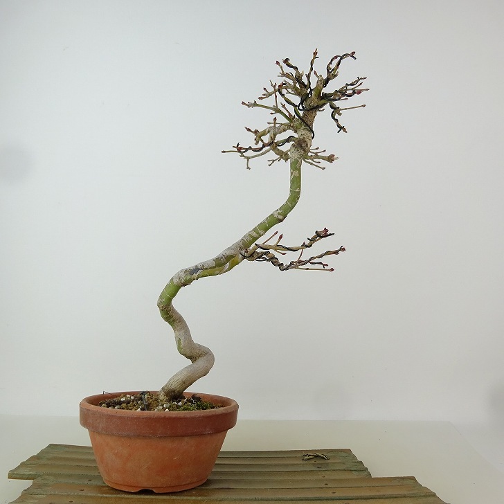 盆栽 紅葉 樹高 約26cm もみじ Acer palmatum モミジ カエデ科 落葉樹 観賞用 現品