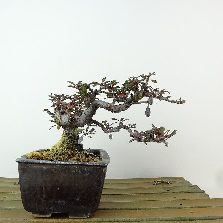 盆栽 白紫檀 樹高 約9cm しろしたん Cotoneaster horizontalis シロシタン バラ科 常緑樹 観賞用 小品 現品
