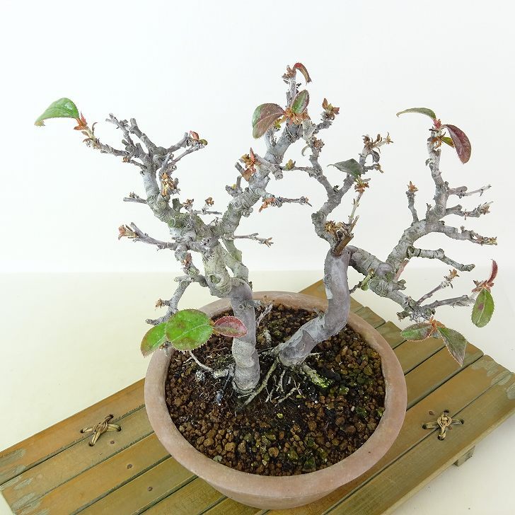 白木盆栽園　太幹　カリン　花梨　盆栽　樹高29センチ　楓カエデ欅実物観葉植物 白木盆栽園 太幹 カリン 花梨 盆栽 樹高29センチ 楓カエデ欅実物観葉