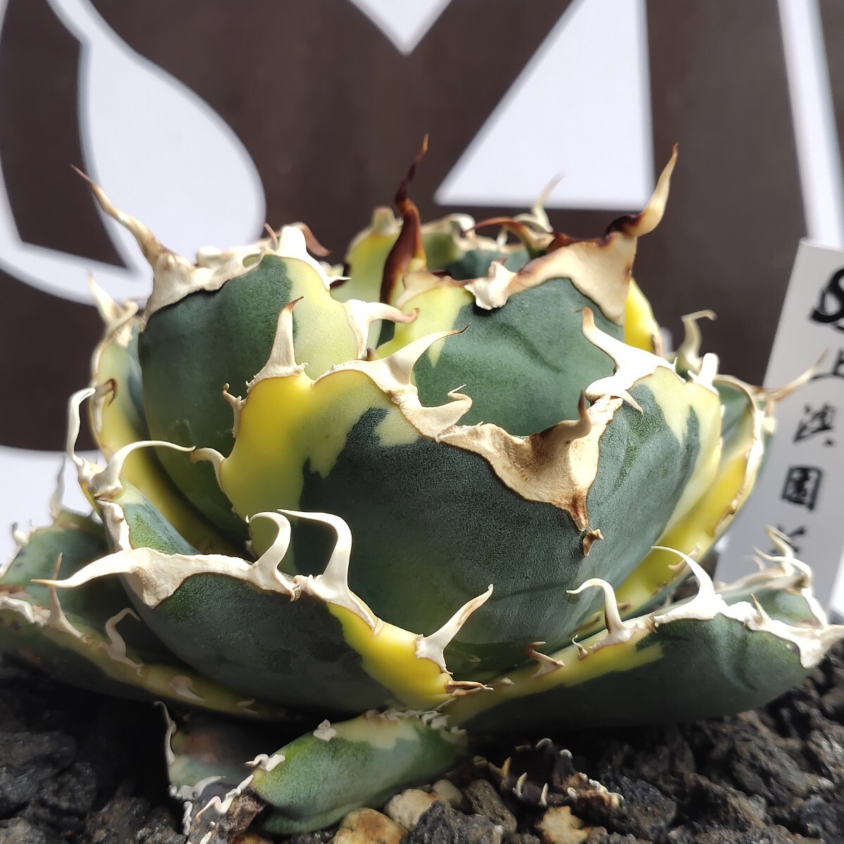 603【上澳園芸】 アガベ チタノタ 白鯨錦 覆輪斑 (検agave白豪棘 603【上澳園芸】 アガベ チタノタ 白鯨錦 覆輪斑 (検agave白豪棘