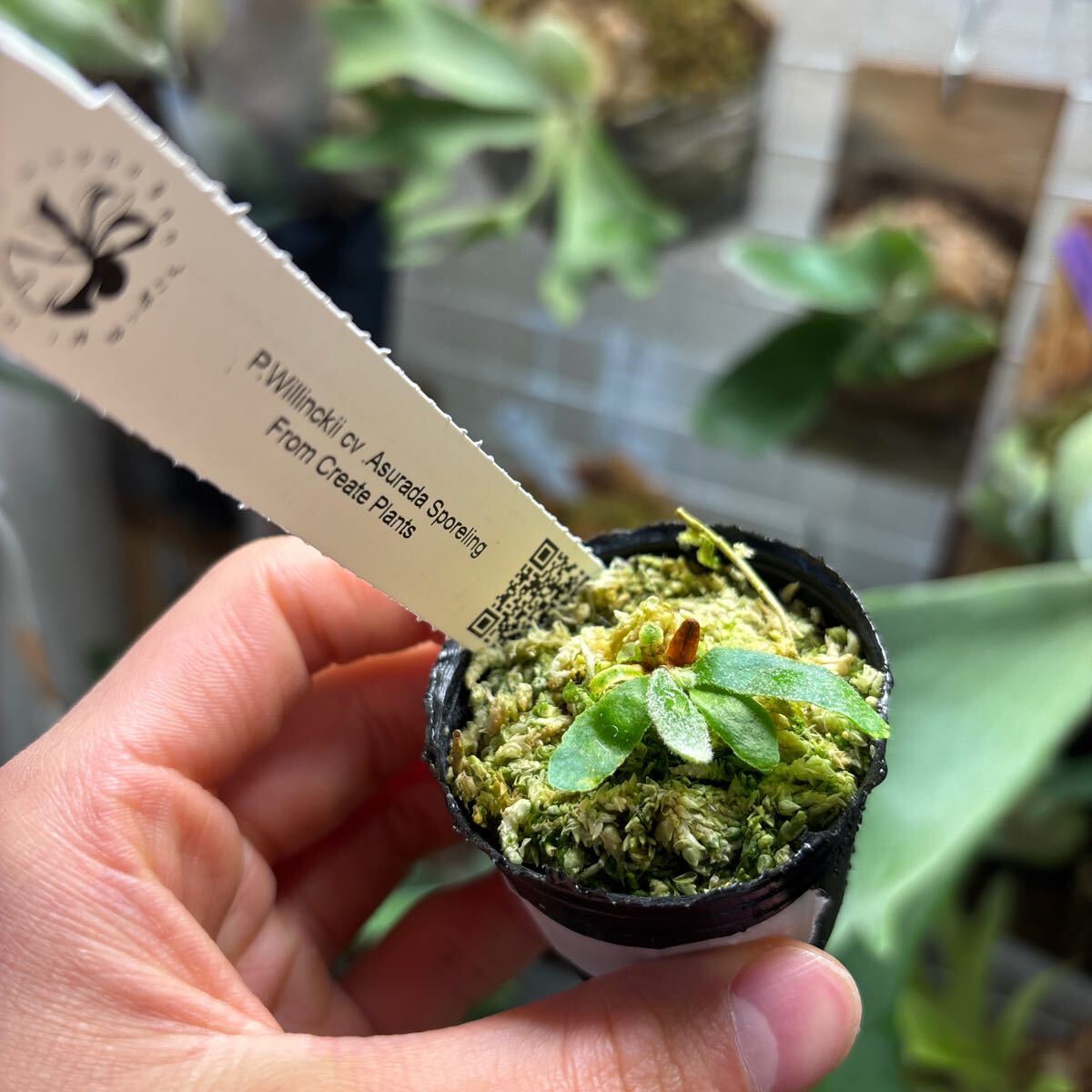 ビカクシダ asurada sporeling (dwarf nook spore) from はっぱ ビカクシダ asurada sporeling (dwarf nook spore) from はっぱ