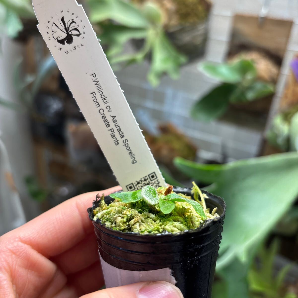 ビカクシダ asurada sporeling (dwarf nook spore) from はっぱ ビカクシダ asurada sporeling (dwarf nook spore) from はっぱ