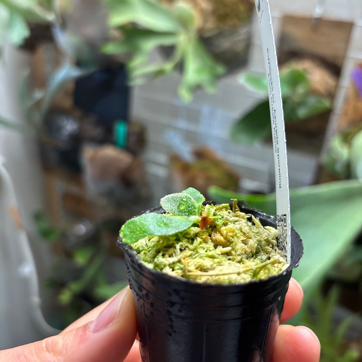 ビカクシダ asurada sporeling (dwarf nook spore) from はっぱ ビカクシダ asurada sporeling (dwarf nook spore) from はっぱ