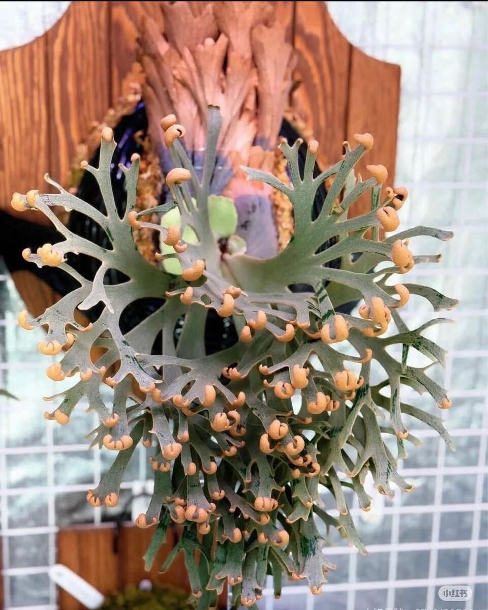 ビカクシダ asurada sporeling (dwarf nook spore) from はっぱ ビカクシダ asurada sporeling (dwarf nook spore) from はっぱ