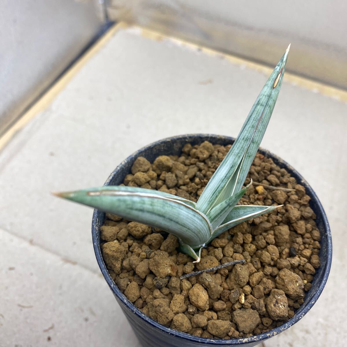 サンスベリア ベラ プラチナム 斑入りSANSEVIERIA BELLA サンスベリア ベラ プラチナム 斑入りSANSEVIERIA BELLA