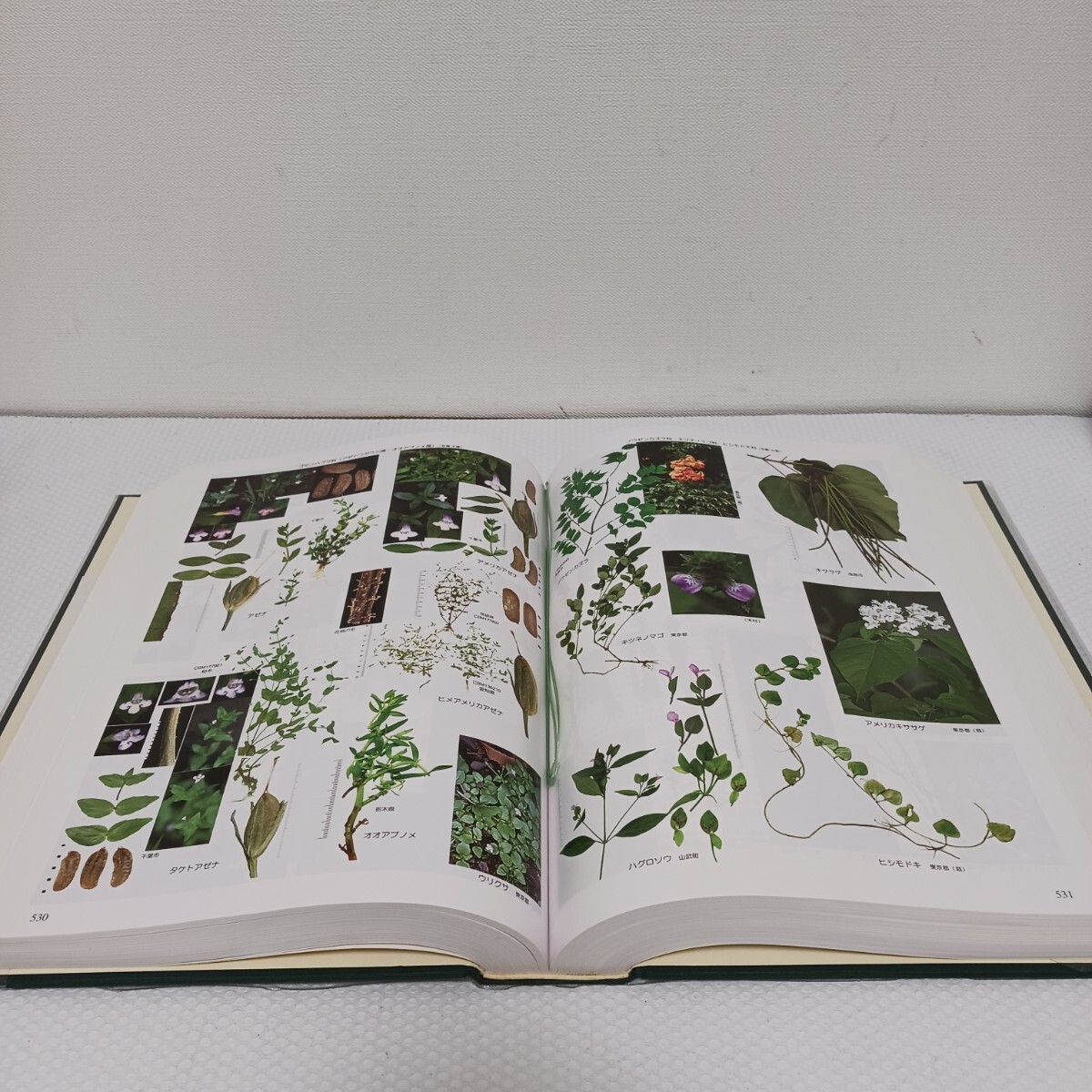 千葉県の自然誌 別編4 千葉県植物誌 県史シリーズ51 千葉県の自然誌 別編4 千葉県植物誌 県史シリーズ51