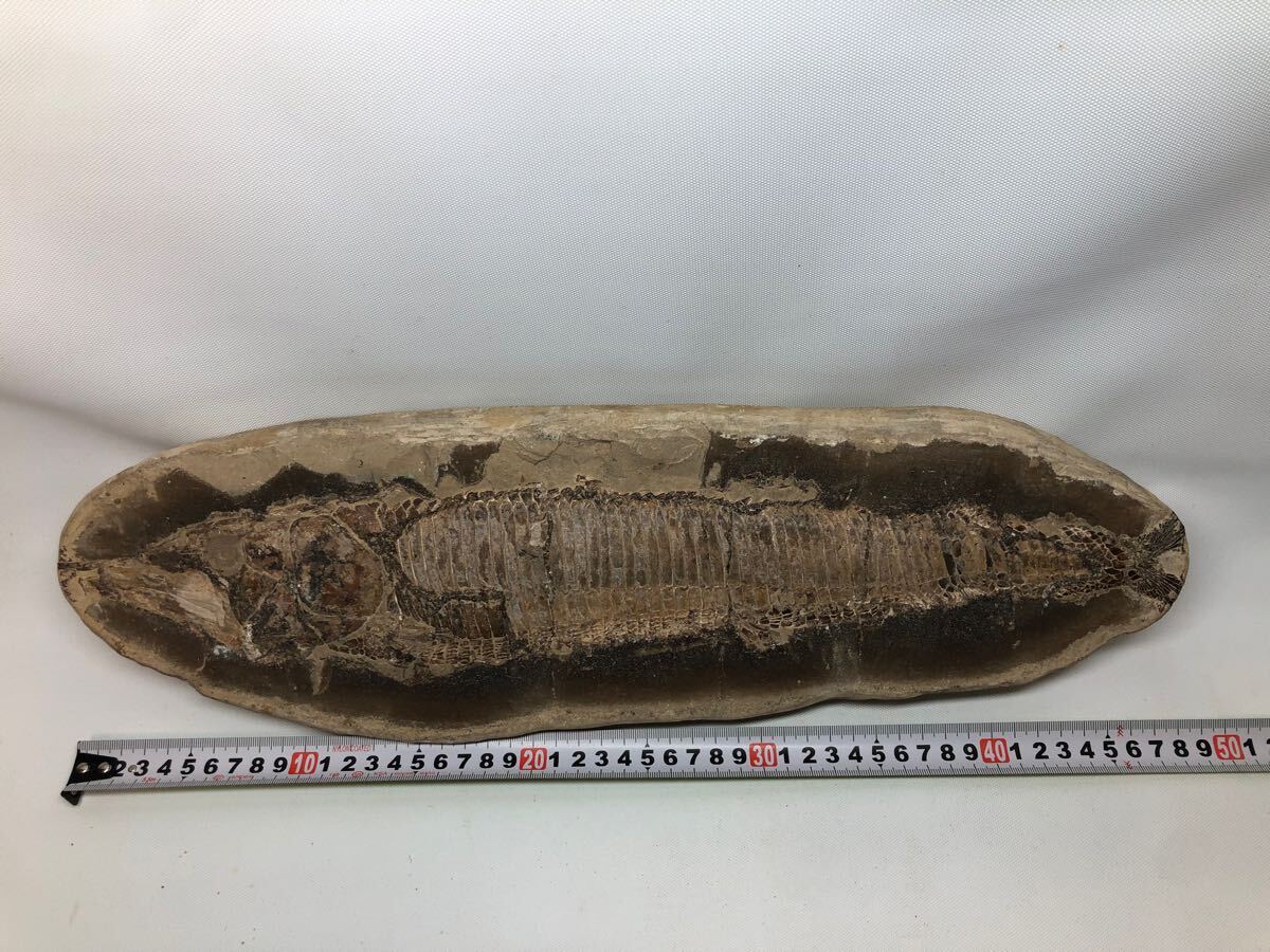 魚化石 標本 全長48cm 古代魚 ヴィンクティフェル?Vinctifer 魚化石 標本 全長48cm 古代魚 ヴィンクティフェル?Vinctifer