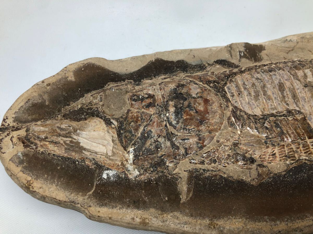 魚化石 標本 全長48cm 古代魚 ヴィンクティフェル?Vinctifer 魚化石 標本 全長48cm 古代魚 ヴィンクティフェル?Vinctifer