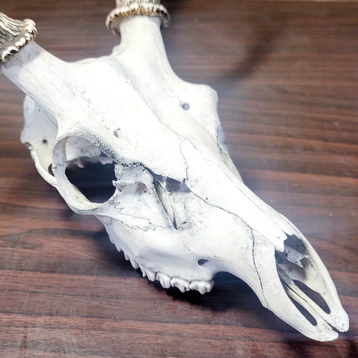鹿の角 頭蓋骨付き ハンティングトロフィー 自己制作盤 |科学、自然 鹿の角 頭蓋骨付き ハンティングトロフィー 自己制作盤 |科学、自然