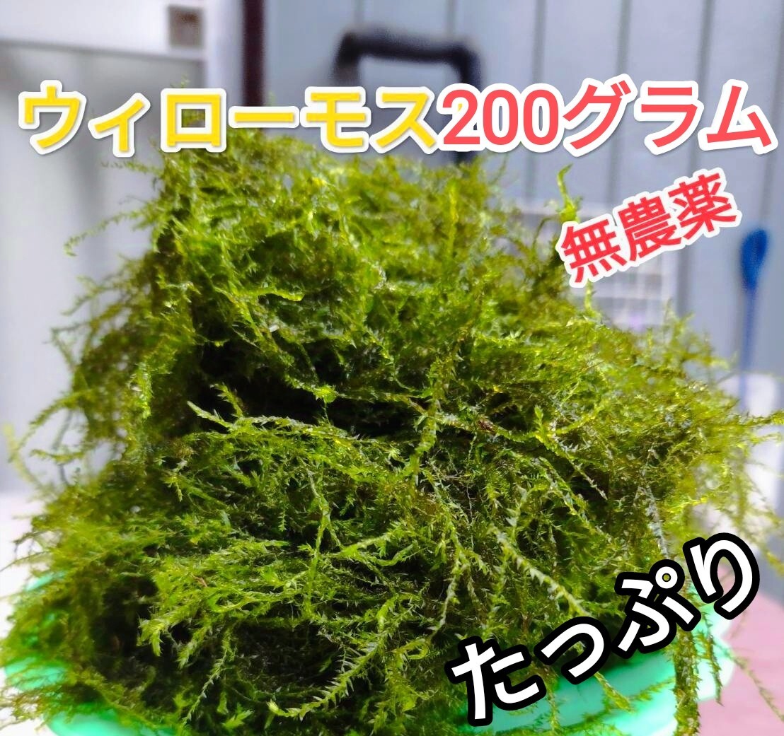 たっぷりウィローモス200グラム無農薬・限定商品