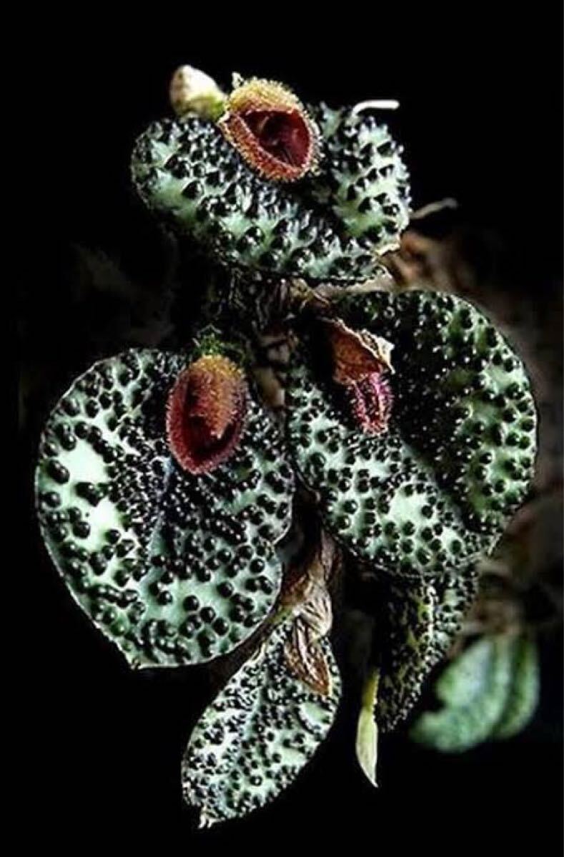 Yahoo!オークション - Pleurothallis Dodsonii 原種南米 Yahoo!オークション - Pleurothallis Dodsonii 原種南米