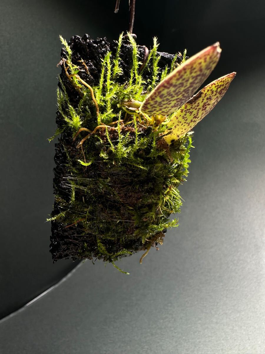 通販 Pleurothallis 原種南米ミニチュアラン Dodsonii その他 通販 Pleurothallis 原種南米ミニチュアラン Dodsonii その他
