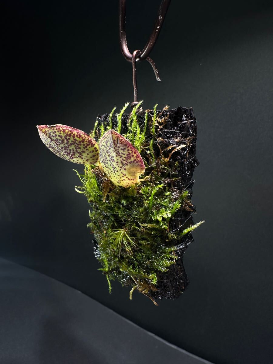 Yahoo!オークション - Pleurothallis Dodsonii 原種南米 Yahoo!オークション - Pleurothallis Dodsonii 原種南米