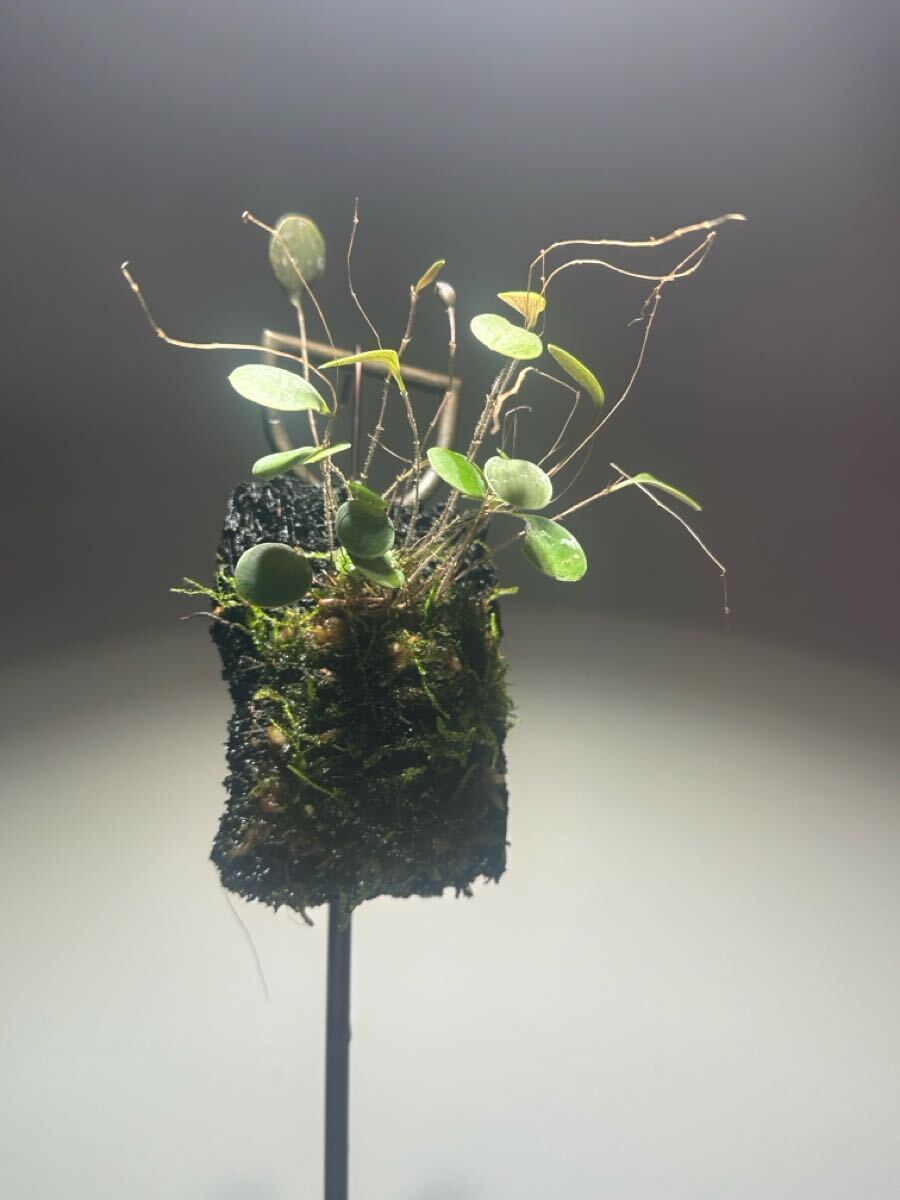 lepanthes dictydion レア種原種レパンテス洋蘭エクアドル Yahoo!オークション - lepanthes dictydion レア種原種