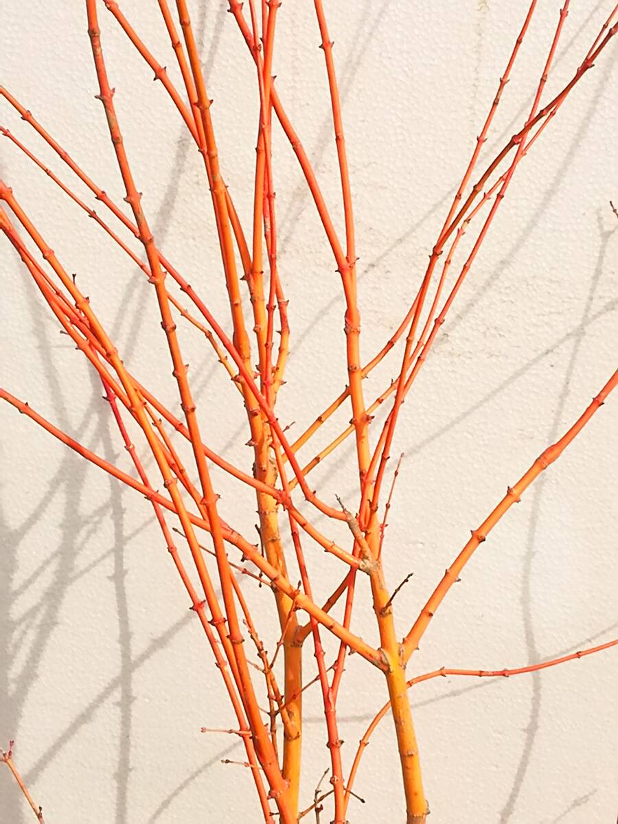 ☆♪ もみじ 品種 『美峰』 枝がゴールドで色鮮やか 秋の紅葉は ☆♪ もみじ 品種 『美峰』 枝がゴールドで色鮮やか 秋の紅葉は