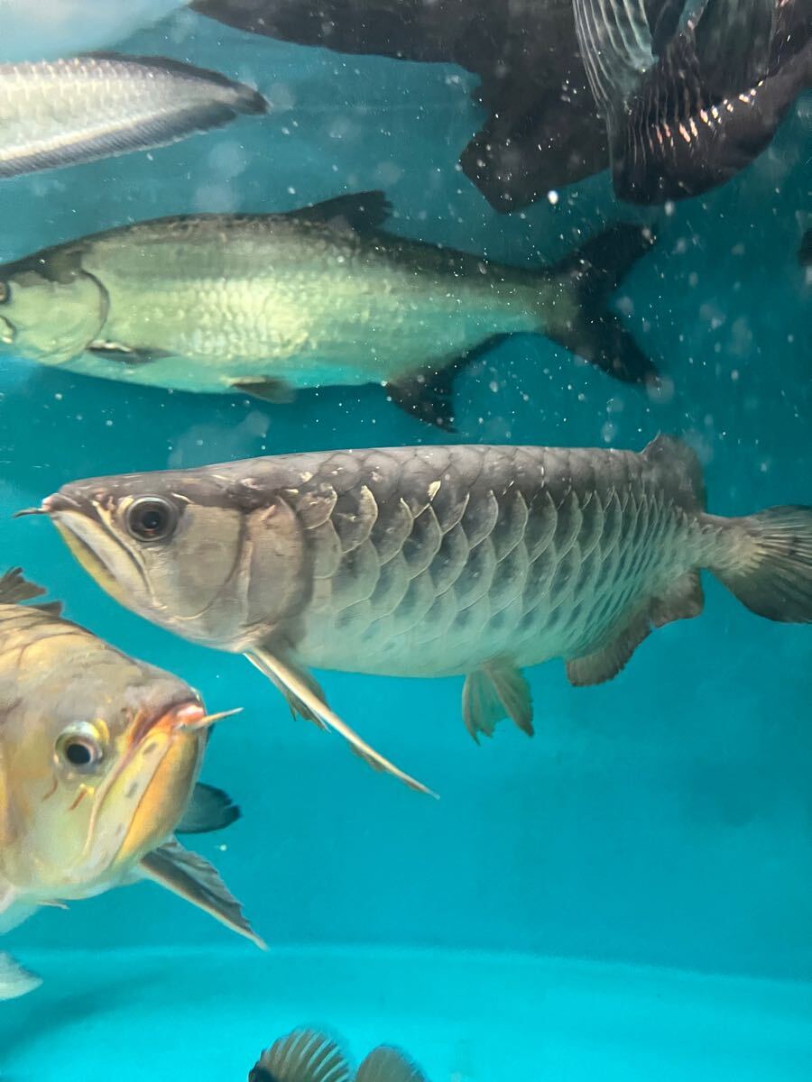 高背金龍!50センチ! アジアアロワナ 発送可能!アロワナ混泳魚 高背金龍!50センチ! アジアアロワナ 発送可能!アロワナ混泳魚