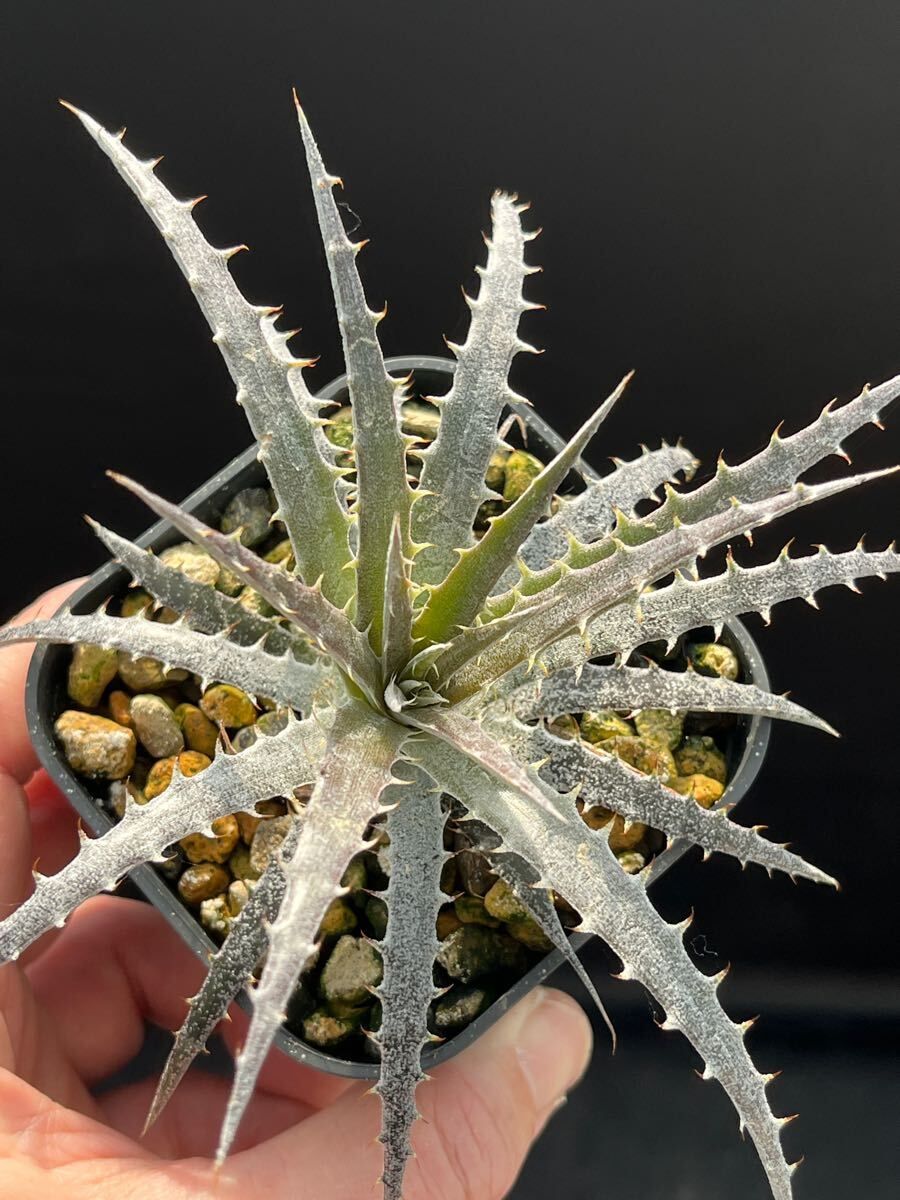 ディッキア Dyckia sp. 'pending type' from Serra da Canastra ディッキア Dyckia sp. 'pending type' from Serra da Canastra