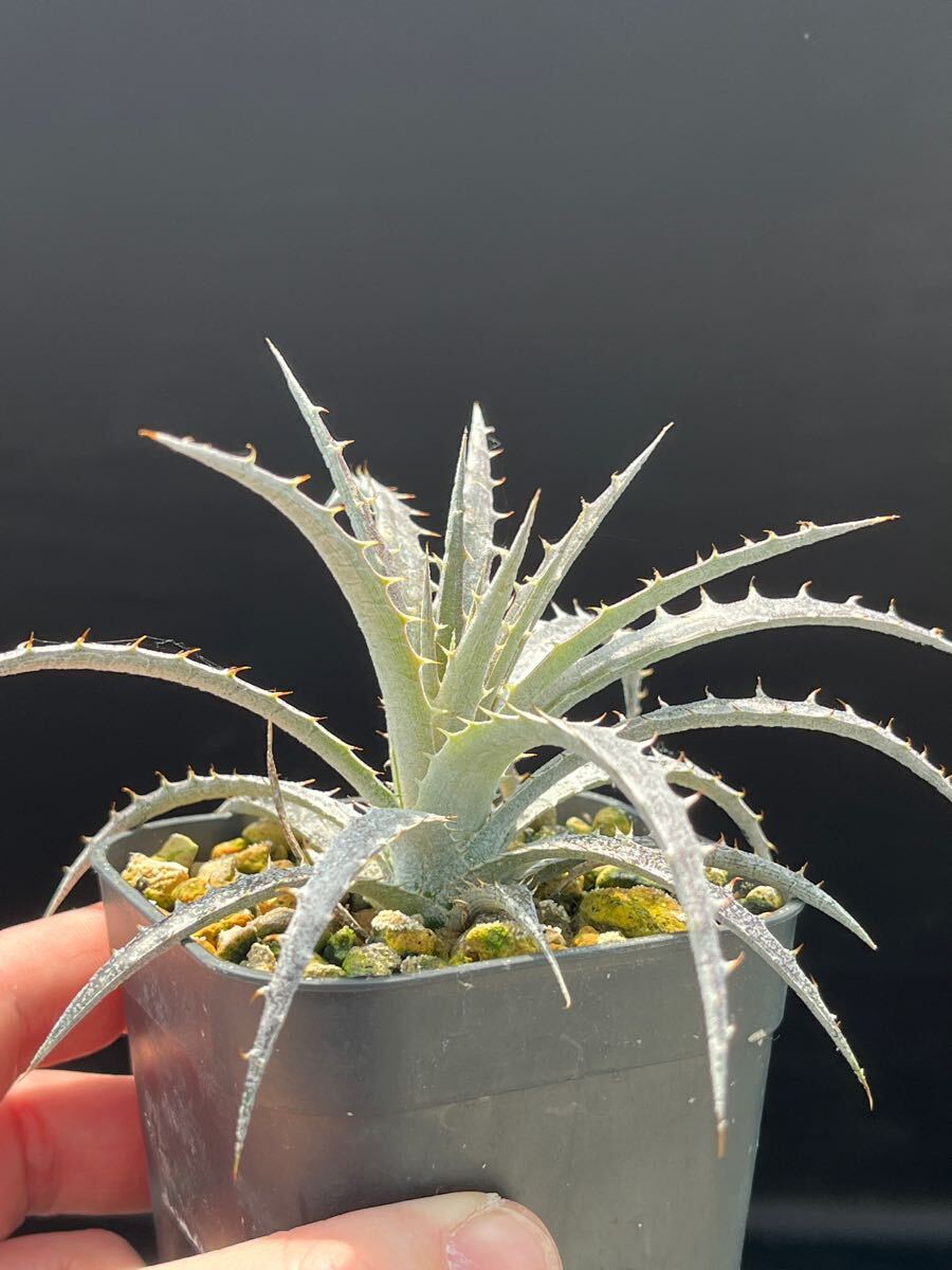 ディッキア Dyckia sp. 'pending type' from Serra da Canastra ディッキア Dyckia sp. 'pending type' from Serra da Canastra