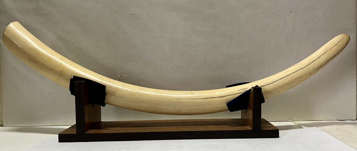 高品質の人気 実物 【マンモス牙】 希少逸品(科学、自然 1本物 天然素材 コレクション