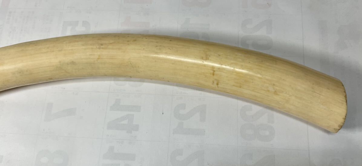実物 【マンモス牙】 天然素材 1本物 希少逸品(科学、自然