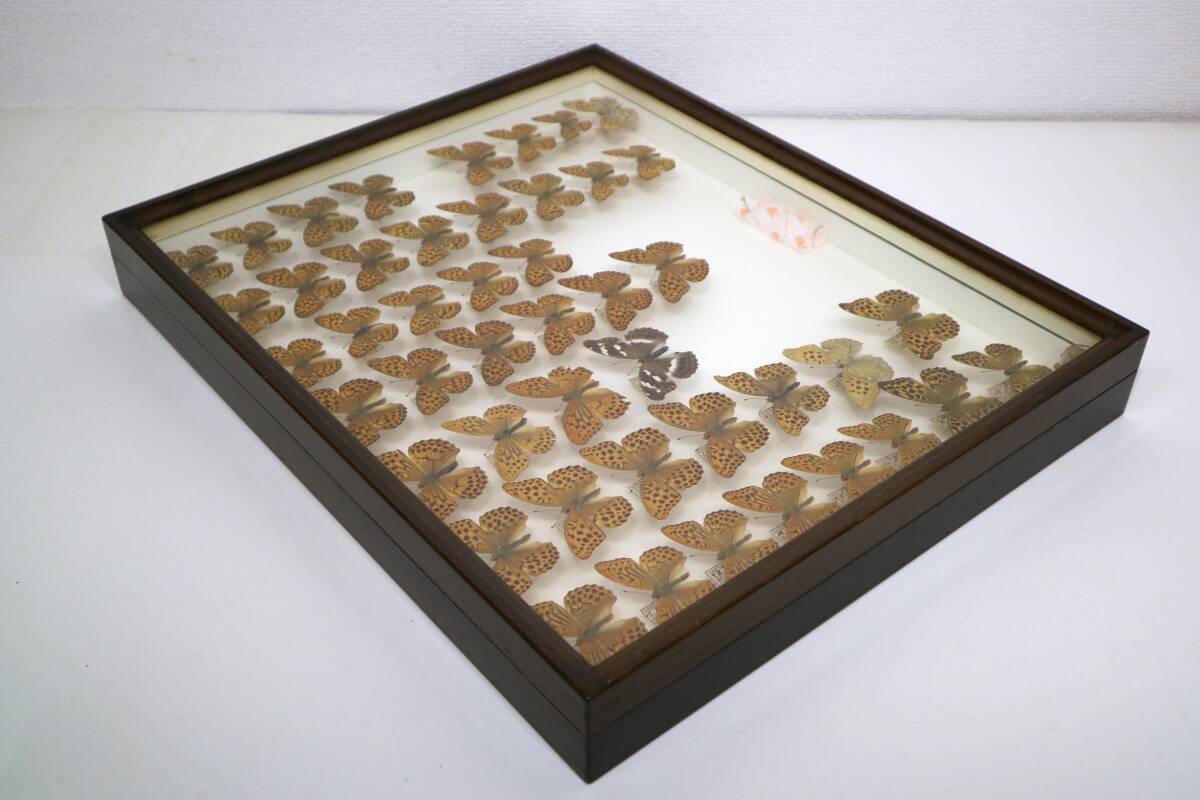 希少蝶の標本エヒョウモンチョウ
等採取1980/1987等50x42x6cm 本州のヒョウモンチョウ 図鑑 | 昆虫漂流記