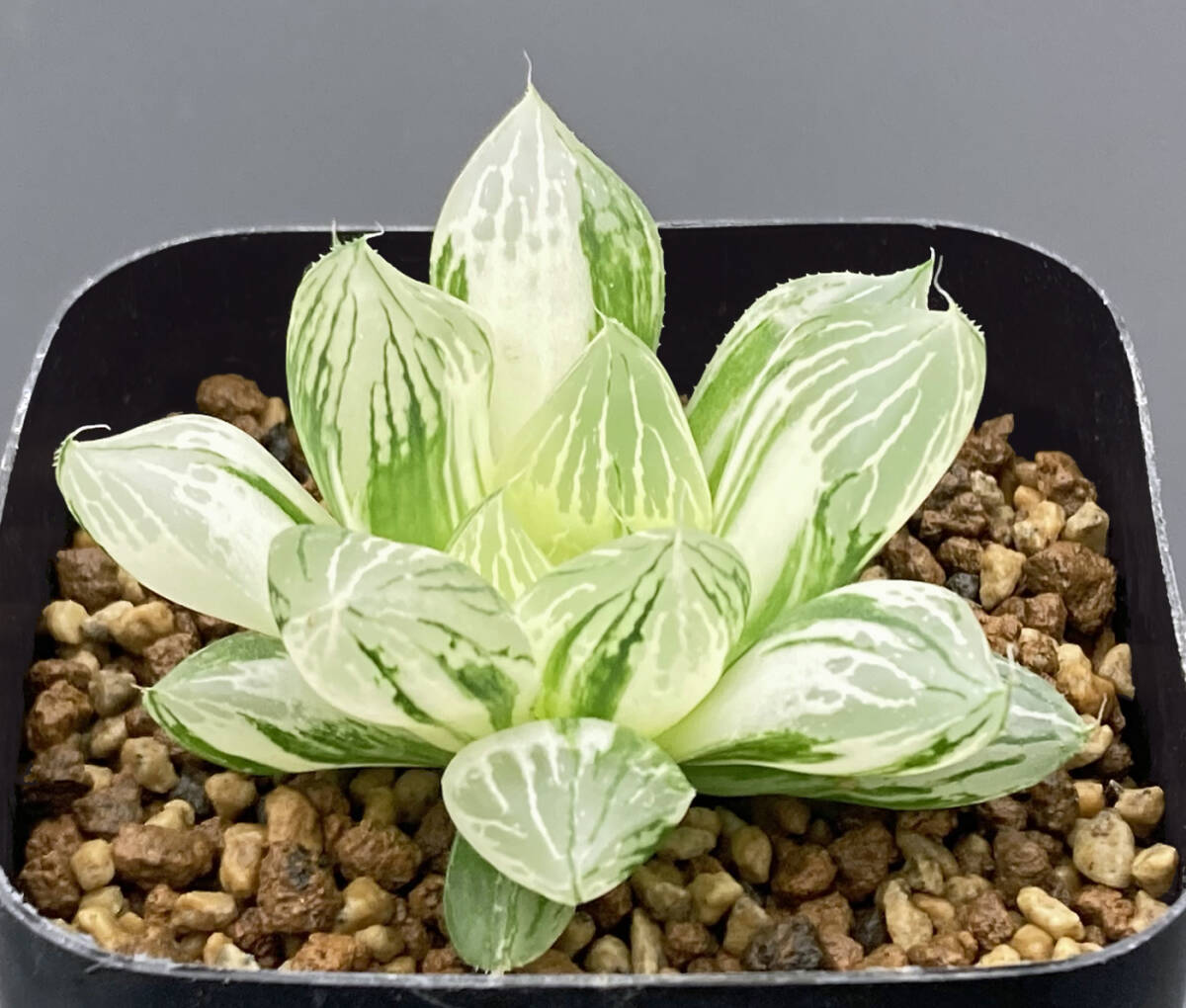 0120.多肉植物 ハオルチア もぐりん(B) 極上斑、他4苗 扱お 0120.多肉植物 ハオルチア もぐりん(B) 極上斑、他4苗 扱お
