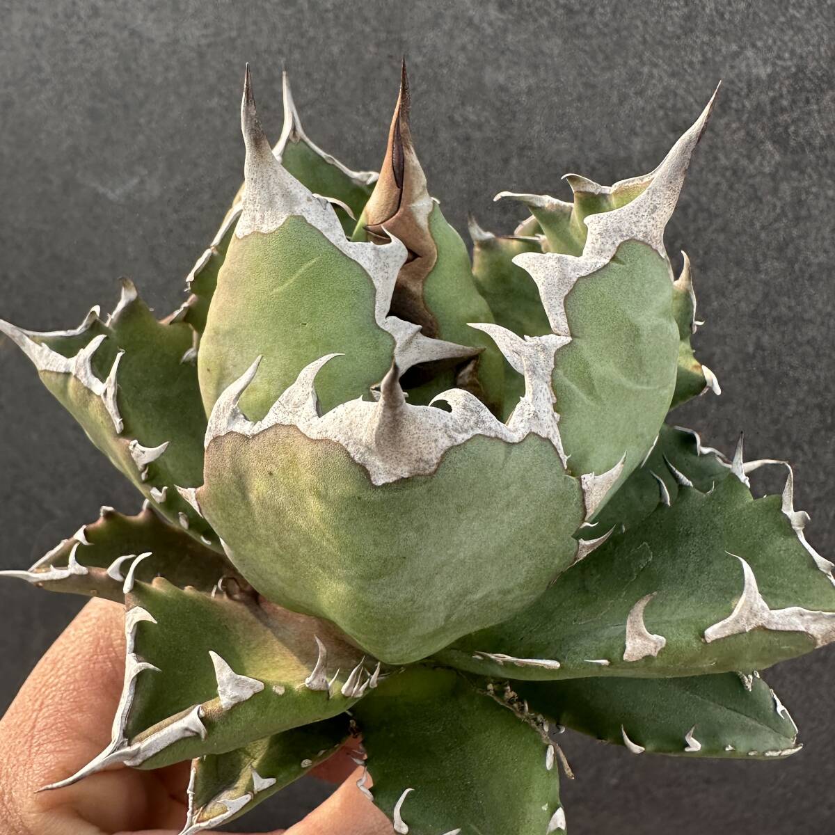 n*m様 オークション　サイズ大　太棘　アガベ　チタノタ　姫厳竜錦　覆輪斑　TC n*m様 オークション サイズ大 太棘 アガベ チタノタ 姫厳竜錦 覆輪