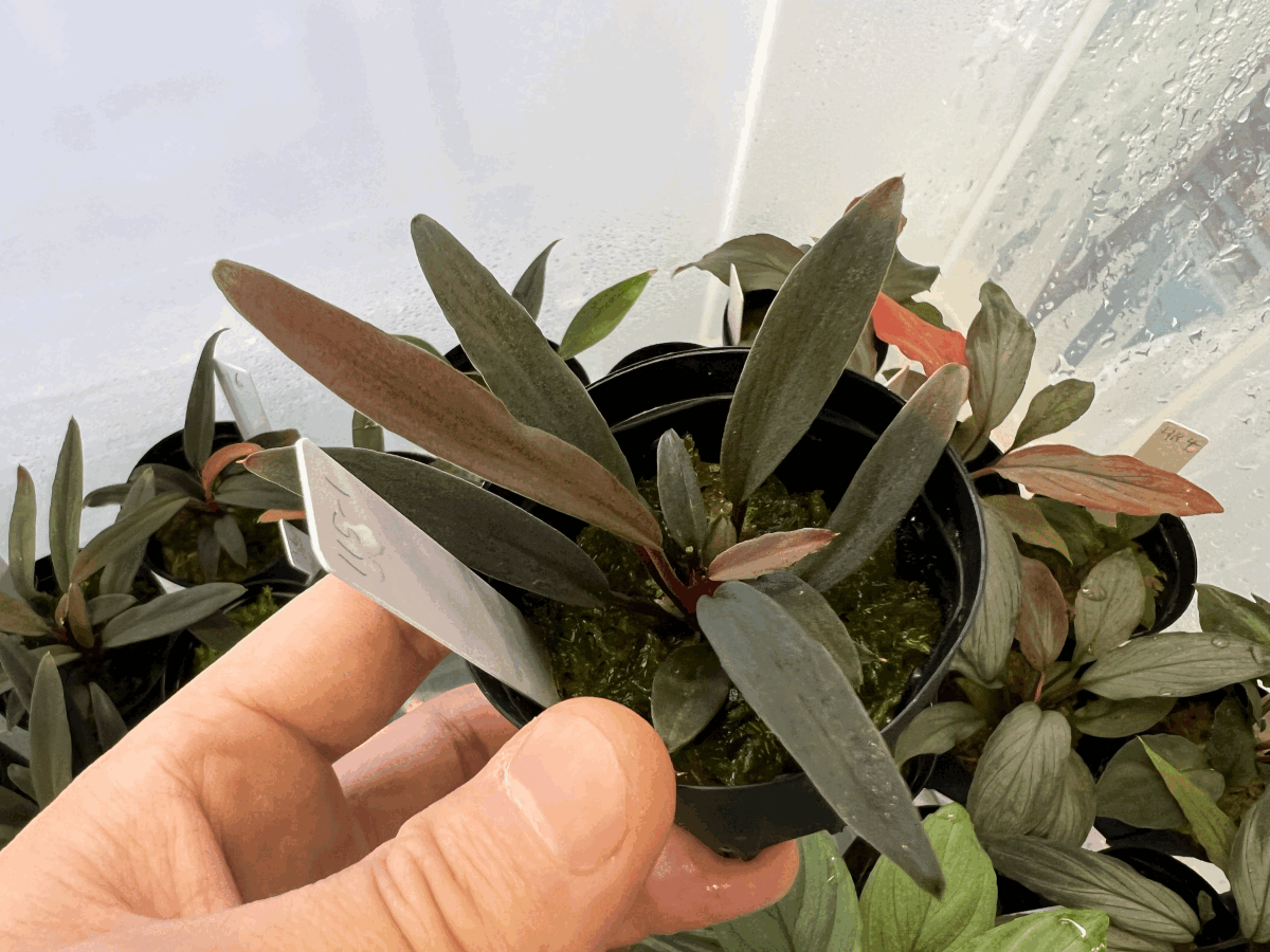 Homalomena Rec173 K0723-f1 | KZT PLANTS