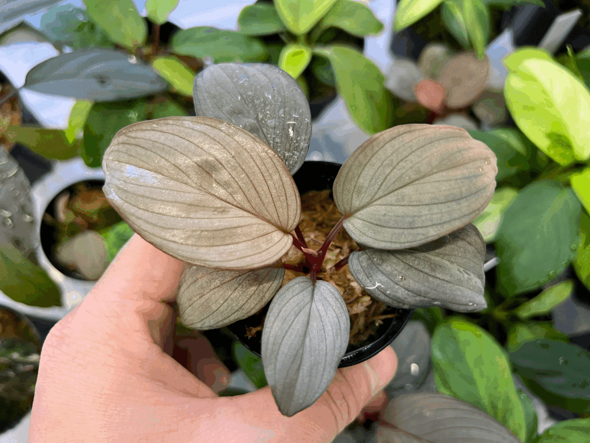 今ならほぼ即納！ Yahoo!オークション - K0620-f1 Rec109 Homalomena その他観葉植物