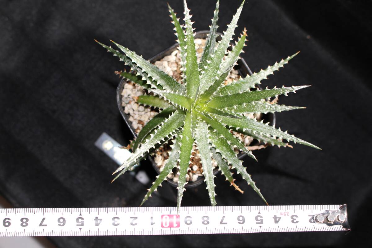 item_image_7