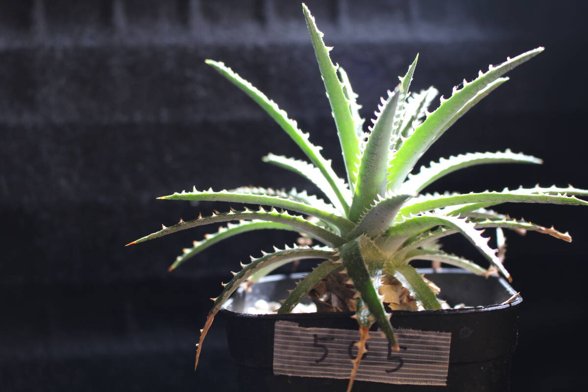 item_image_5