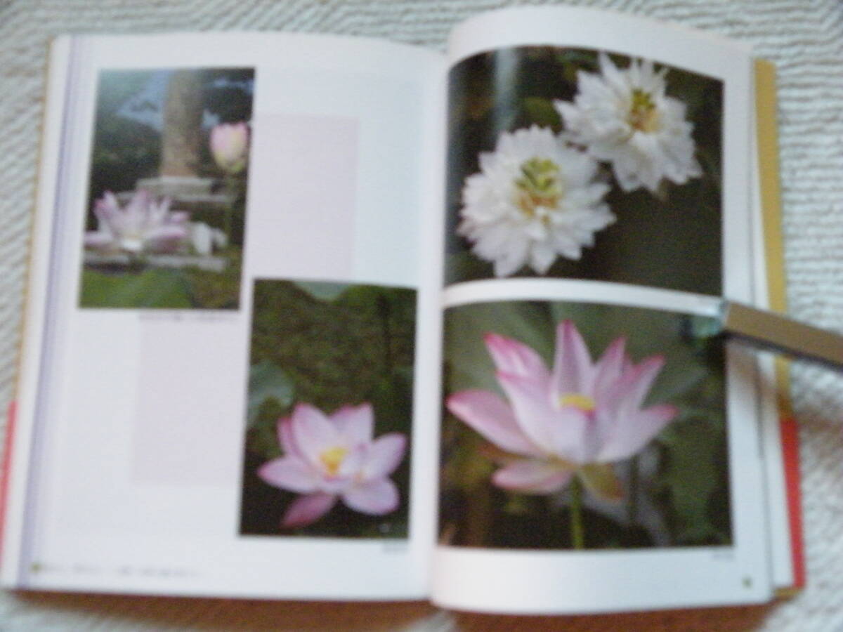 ■行基習焉の古刹「喜光寺」　帯あり_画像3