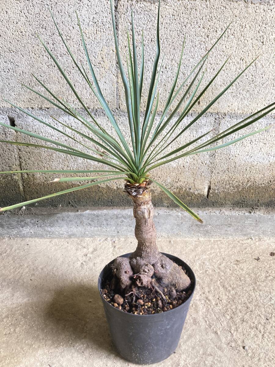 実生5年 ユッカ ロストラータ Yucca rostrata(ユッカ)|売買され 実生5年 ユッカ ロストラータ Yucca rostrata(ユッカ)|売買され