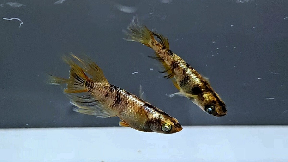 石臼 金魚 めだか 風情のある庭園素材に - その他