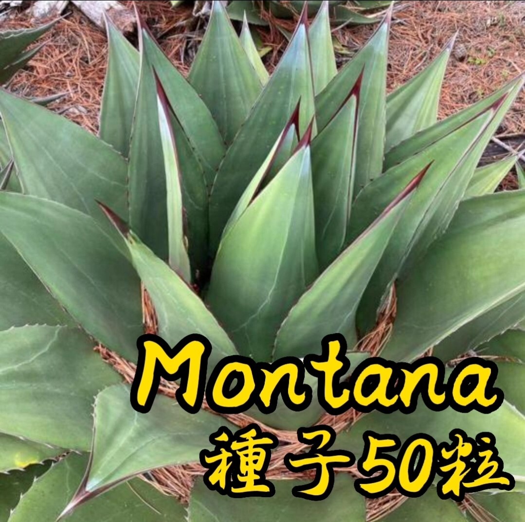 【種子】アガベ　モンタナ種子50粒+2粒　Agave montana