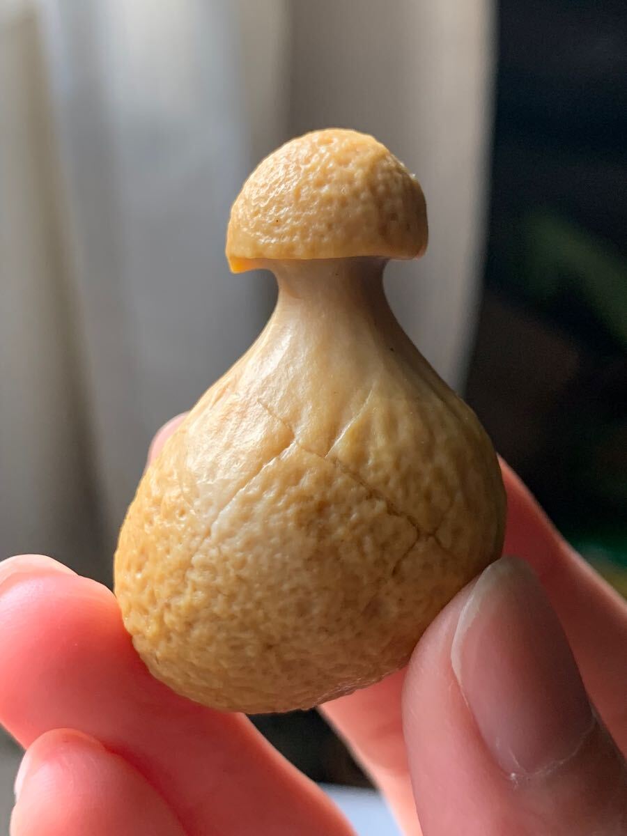 アラシャンゴビアゲート　ゴビ瑪瑙　蒙古瑪瑙　チベット　天珠天眼原石翡翠オパールパワーストーンアイアゲートルチル根付鉱物標本化石1_画像4