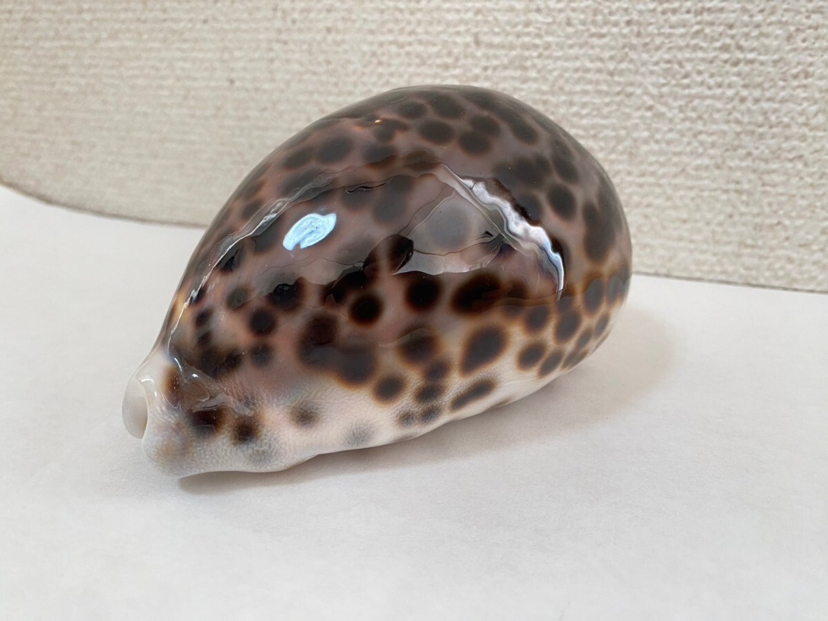 中古ドールアクセサリー SD/DD用 SB-SD-208 「シューズ 中古ドールアクセサリー SD/DD用 SB-SD-208 「シューズ