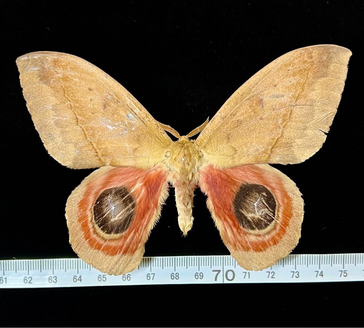アフリカ産蛾類展翅標本 Nudaurelia eblis(ヤママユガ科)1 アフリカ産蛾類展翅標本 Nudaurelia eblis(ヤママユガ科)1