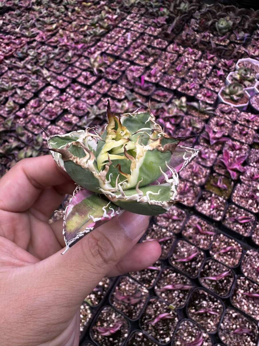 31軽微凍傷アガベ チタノタ 凱撒錦 白覆輪錦 鮮明錦 斑入り 31軽微凍傷アガベ チタノタ 凱撒錦 白覆輪錦 鮮明錦 斑入り