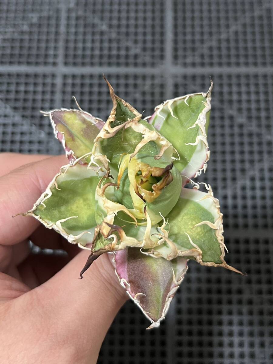 31軽微凍傷アガベ チタノタ 凱撒錦 白覆輪錦 鮮明錦 斑入り 31軽微凍傷アガベ チタノタ 凱撒錦 白覆輪錦 鮮明錦 斑入り