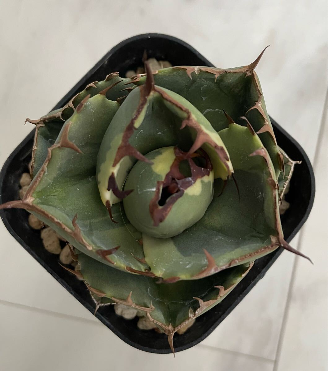 鉢のまま発送 斑入り ジャガーノート アガベ チタノタ agave 鉢のまま発送 斑入り ジャガーノート アガベ チタノタ agave