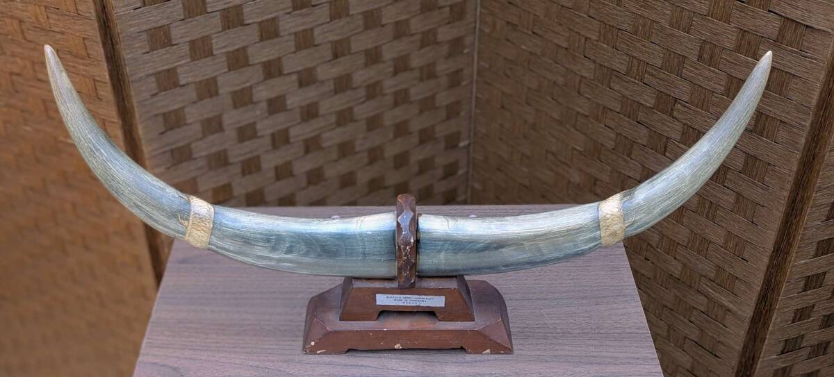 10463 【龍の柄入り水牛の角 (^^♪カッコいい】 彫刻工芸品 台座 10463 【龍の柄入り水牛の角 (^^♪カッコいい】 彫刻工芸品 台座