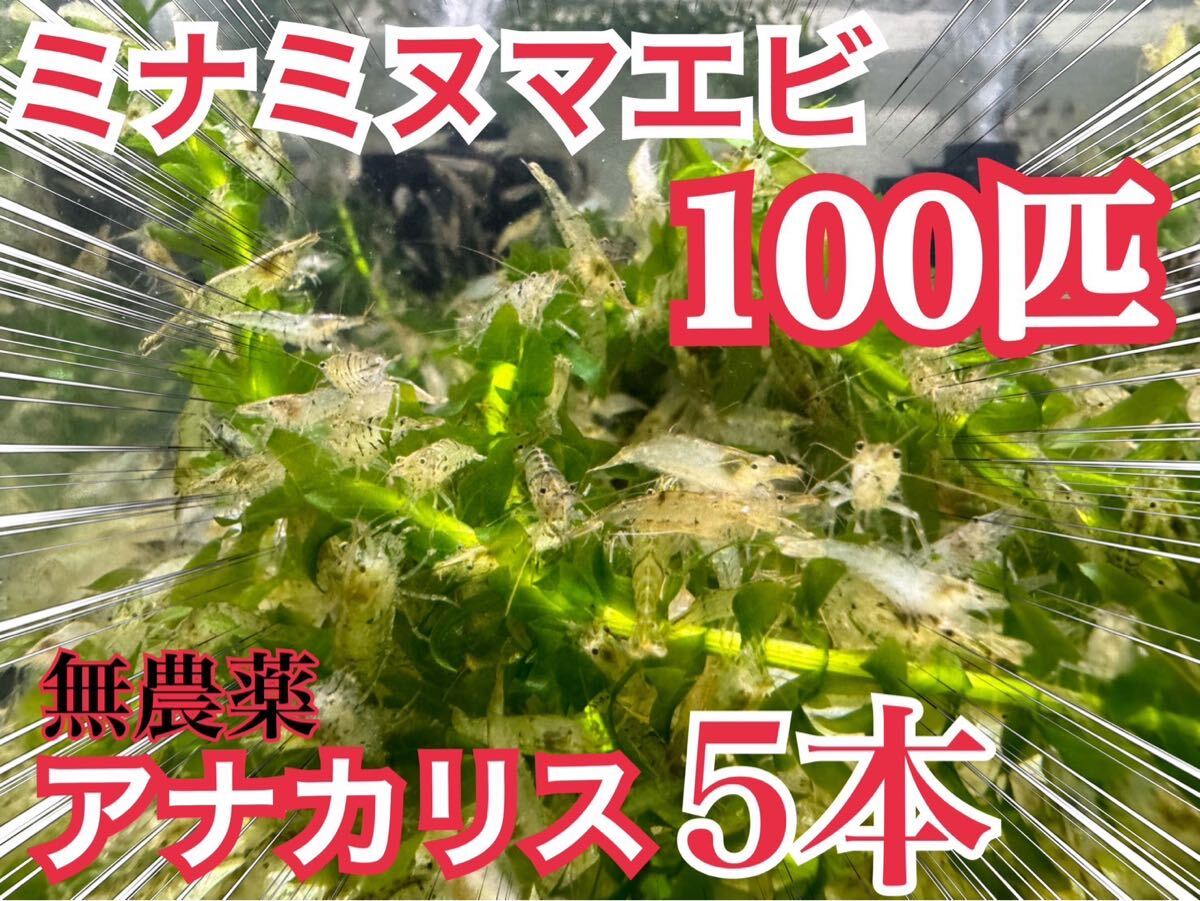 【100匹】 無農薬アナカリス5本とミナミヌマエビ100匹＋α 餌、コケ掃除、メダカ、金魚、ビオトープ