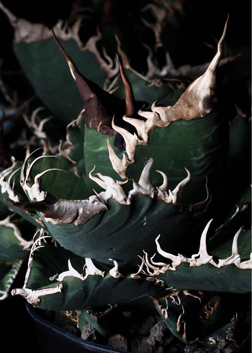 シチリア産 アガベ スーパーチタノタ （Agave titanota BAKEMONO