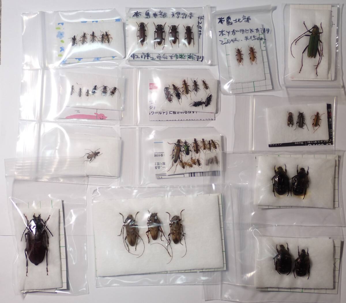 昆虫学評論 50巻揃い 甲虫 カミキリ クワガタ コガネムシ 昆虫学評論 50巻揃い 甲虫 カミキリ クワガタ コガネムシ